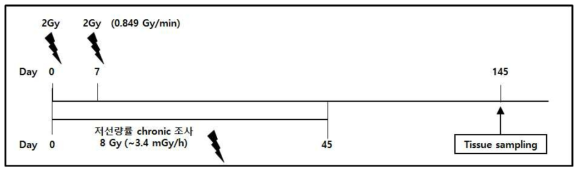 저선량률 및 고선량률 방사선 조사 일정 및 조직 확보 시점 (방사선 조사 시작 시점 일치)
