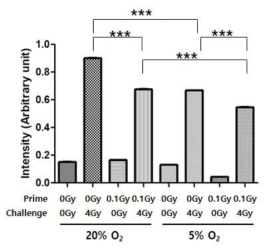 저선량 방사선에 의한 adaptive response 조건 확립과 산소 농도 효과 비교