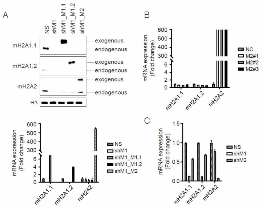 생성된 세포주들에서 mH2A 이소형들의 발현량 확인