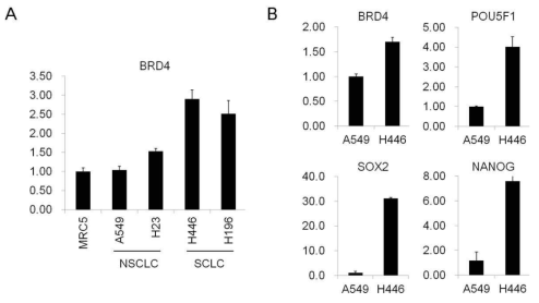 인간 폐암세포주에서 BRD4와 줄기세포 마커의 발현 비교