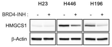 BRD 저해제 BRD4 저해제의 HMGCS1 발현 감소 효과
