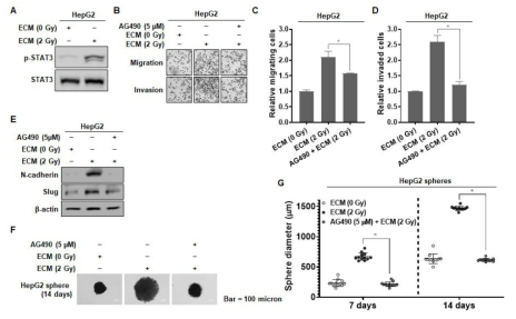 nterleukin signaling pathway를 통한 종양세포 악성화 증가