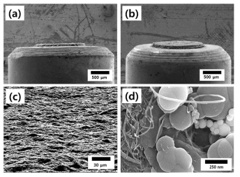 (a), (b) Kovar rod 위에 도포된 CNT 페이스트의 SEM 이미지 (c) CNT 페이스트 표면 저배율 SEM 이미지, (d) CNT 페이스트 표면 고배율 SEM 이미지