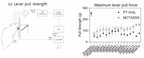 Lever pull strength 실험: 비교군 쥐는 초기와 큰 변화 없으나 멀티폐루프 제어를 수행한 쥐는 지속적인 근력의 향상을 보임