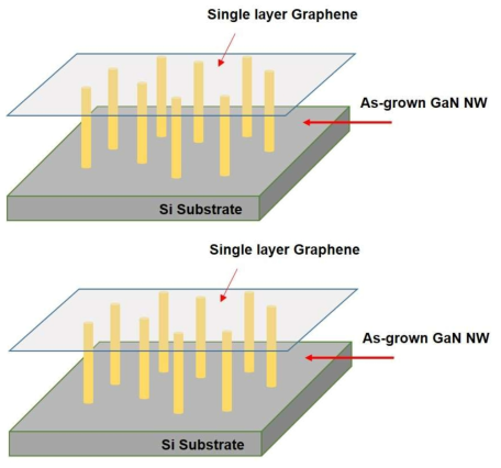 Single layer graphene/Bottom-up 방식으로 성장된 GaN Nanowire/Si 구조의 센서 소자