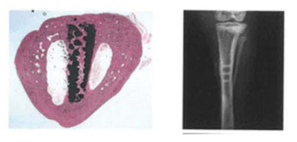 아만성 시험 시 블록형 샘플 이식 예시(토끼 경골 식립) 슬라이드 사진(좌), 방사선사진(우)