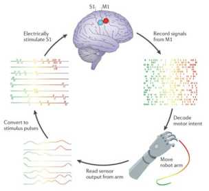 폐회로 신경 신호 분석 시스템을 통한 신경 보철 시스템 개념도 (Miller et al. 2014)