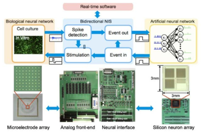 뉴런-뉴로모픽 양방향 인터페이스 플랫폼 개념도