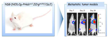 전립선암 세포주인 PC-3에 firefly luciferase를 stable하게 과다발현 시킨 암세포를 제작한 후 숙주 생쥐인 NSG에 심장주사를 실시함. 약 한 달 후 세포의 위치 및 크기를 파악하기 위해 IVIS-100을 이용하여 이미지를 얻음