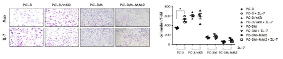 전립선암 세포주 중 PC-3, PC-3/nKR, PC-3M, PC-3M-MM2에 IL-7 처리 후 침윤능을 살펴본 결과, PC-3의 침윤능이 가장 높았음