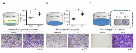 (a) collagen transwell invasion assay, (b) thin collagen invasion assay, (c)thick collagen invasion assay 후 invasion한 세포를 crystal violet로 염색 후 촬영한 대표사진