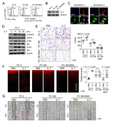 A. PC-3, PC-3M, PC-3MM2에서 IL-7Ra 발현확인 (유세포분석), B. PC-3, PC-3M, PC-3MM2에서 IL-7 발현확인 (웨스턴블롯), C. IL-7 발현확인 (면역형광염색), D. PC-3에 IL-7 처리 후 하위신호전달계 확인, E. IL-7에 의한 암세포의 이동능 (matrigel migration assay), F. vertical collagen migration assay, G. wound healing assay