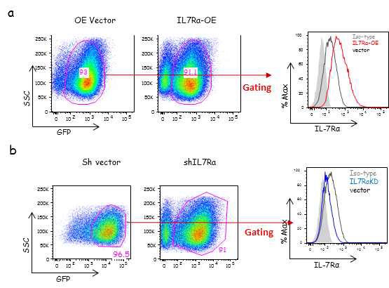 각종 벡터에 발현하는 형광(GFP)를 gating 후 IL-7Ra의 발현의 증가 및 감소를 확인하는 실험의 대표 사진 (a) IL-7Ra 과발현 세포주 (b) IL-7Ra 억제용 세포주