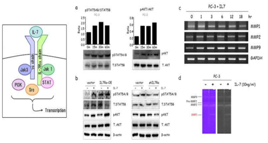 IL-7/IL-7Ra에 의한 신호전달 모식도. Immunoblot(IB)를 이용하여 IL-7 처리 후PC-3내 STAT5와 AKT의 발현 확인 (a), IL-7Ra가 과발현되거나 저해된 세포에서 IL-7 처리 후PC-3내 STAT5와 AKT의 발현 확인 (b), IL-7에 의한 신호전달체계의 target gene(MMPs)의 발현양 측정 (c), zymograph를 이용한 MMP1의 활성 확인 (d), 대표사진