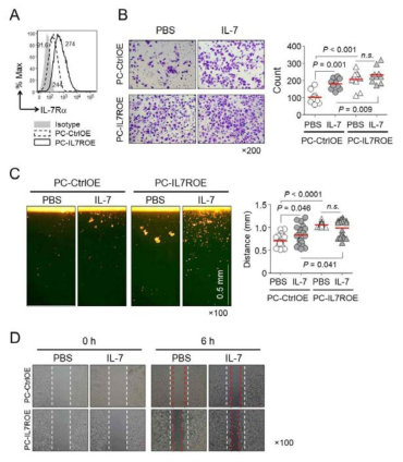A. IL-7Ra 과발현 세포(IL-7ROE)세포에서 IL-7Ra의 발현(유세포분석), B. IL-7에 의한 암세포의 이동능(matrigel migration assay), C. vertical collagen migration assay, D. wound healing assay