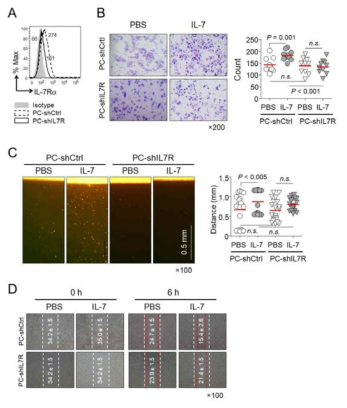 A. IL-7Ra 저해세포(shIL-7R)세포에서 IL-7Ra의 발현(유세포분석), B. IL-7에 의한 암세포의 이동능(matrigel migration assay), C. vertical collagen migration assay, D. wound healing assay