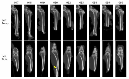 조직표본을 만들기 전, 고정상태에서 단층 엑스선 촬영을 실시함. 왼쪽기준으로 대퇴부보다 정강이에 골전이가 진행됨을 알 수 있음