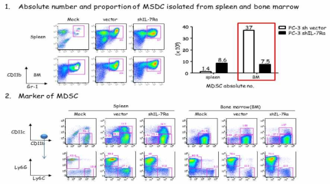 동물 희생 시 비장세포와 골수세포 내 골수유래억제세포(MDSC)를 염색(CD411b, Gr-1) 후, MDSC의 절대수와 비율을 산출함. 산출결과, 대조군대비 IL-7Ra 저해군에서 MDSC의 절대수가 감소함