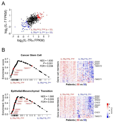 TCGA 데이터에서 GSEA를 통해 IL-7high, IL-7Rahigh 발현과 EMT 유전자 확인