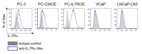 AR양성 세포주에서 IL-7Ra의 발현확인