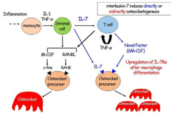 IL-7에 의한 직 · 간접적 파골세포생성(osteoclastogenesis) 모식도