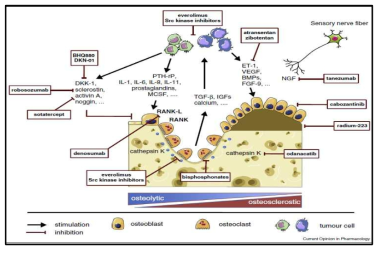 골용해성 골전이와 골모세포성 골전이의 치료제, 치료법, 암전이 억제제의 치료표적