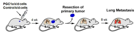 PGC1a유전자 조절 폐암 세포주를 이용한 폐암전이모델 구축