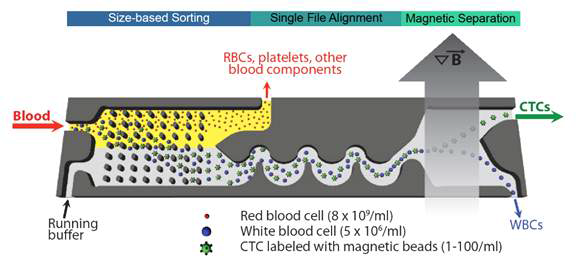 Microfluidics를 이용한 혈중 암세포 분리