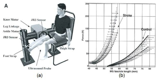 비복근의 경직을 정량적으로 평가하기 위한 연구 (a) 발목 및 무릎 관절에 힘을 가해주고 가해준 힘과 관절의 움직임을 측정하는 실험 장치, (b) 뇌졸중 환자 (stroke)와 정상인 (control)의 비복근 근섬유 길이-힘 측정 결과 비교