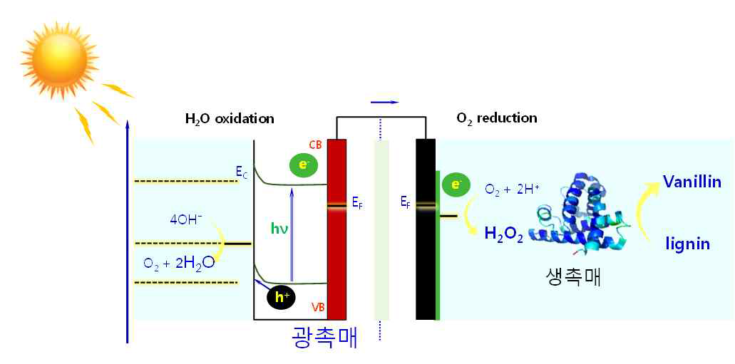 광촉매 생촉매 복합화 시스템을 통한 리그닌 해중합 모식도