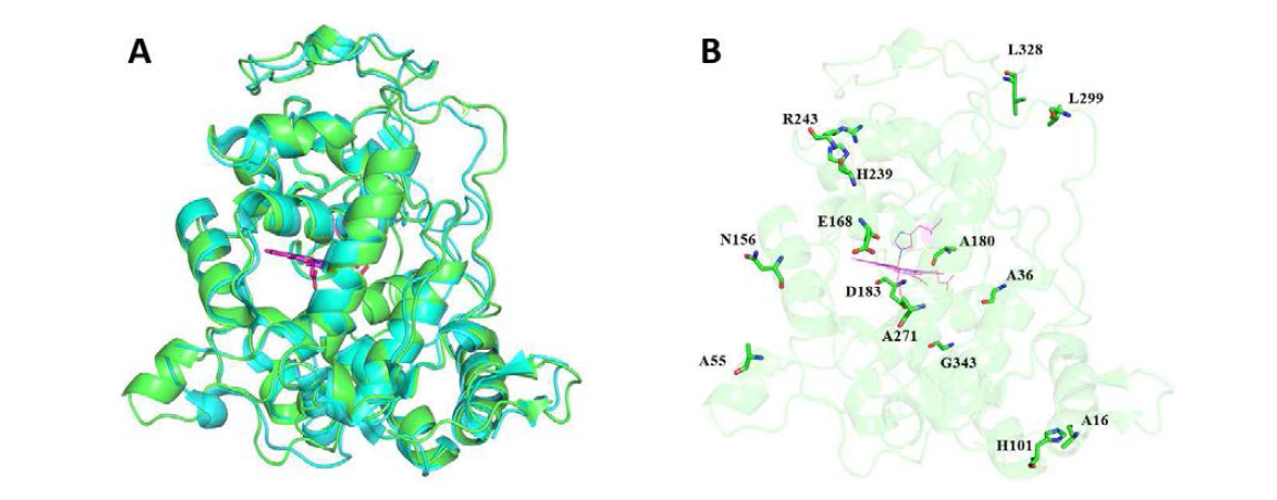 C. subvermispora(PDB 4ZCN, 청록색)에서 MnP6와 P . chrysosporium(PDB 1B80, 녹색)에서 LiPH8의 구조적 정렬(A) 및 LiPH8 구조에서 염교 형성에 유리하지 않은 아미노산과의 상동 위치(B)