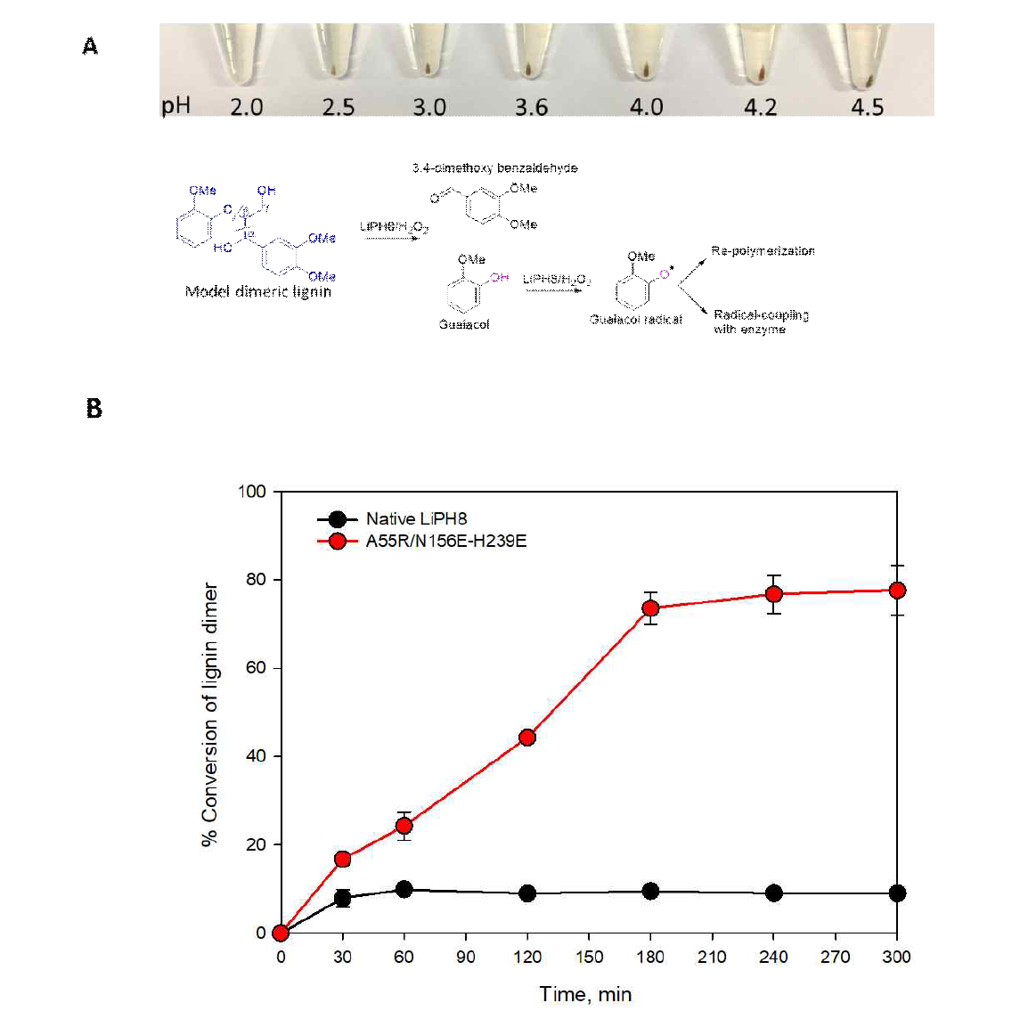 이량체 리그닌의 분해로부터 방출된 페놀 생성물의 재중합에 대한 pH의 효과(A)와 pH 2.5에서 고유 및 돌연변이 A55R/N156E-H239E에 의한 모델 이량체 리그닌의 전환(B). 4mM 리그닌 이량체 및 5μM 고유 LiPH8 또는 변이체를 사용하여 0.1M BR 완충액, pH 2.0 내지 4.5에서 산화 반응을 수행하였으며, H2O2는 25℃에서 150μM/15분의 속도로 공급