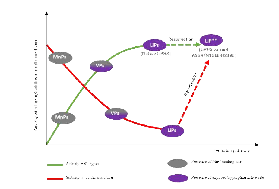 백색부후균의 리그니나아제 진화 경로에서 활성 안정성 트레이드오프 및 고유 LiP와 비교하여 2개의 도입된 염다리를 갖는 LiPH8 변이체 A55R/N156E-H239E로서 LiP **의 복원