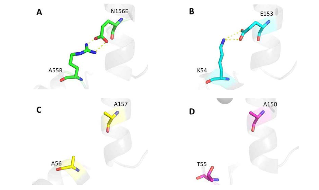 P . chrysosporium(A, PDB ID: 6A6Q)의 LiPH8 변이체, C. subvermispora(B, PDB ID: 4CZN)의 MnP6, P. ostreatus(C, PDB ID: 4BM1)의 MnP4 그리고 P. eryngii (D, PDB ID: 5ABN)의 VPi 변이체에서 잔기 Ala55Arg-Asn156Glu 사이에 설계된 염다리의 동종 구조 분석