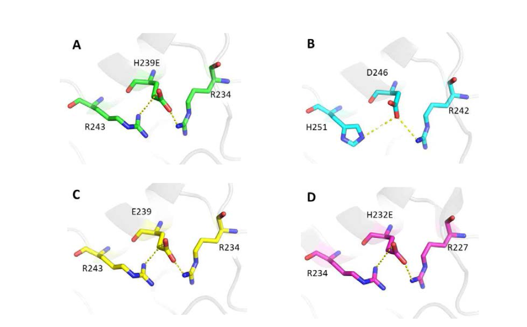 P . chrysosporium(A, PDB ID: 6A6Q)의 LiPH8 변이체, C. subvermispora(B, PDB ID: 4CZN)의 MnP6, P. ostreatus(C, PDB ID: 4BM1)의 MnP4 그리고 P. eryngii (D, PDB ID: 5ABN)의 VPi 변이체에서 Arg234, His239Glu 및 Arg243간에 설계된 염교의 상동 구조 분석