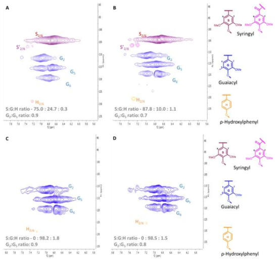 촉매 LiPH8/H2O2의 부재 및 존재하에서 포플러 나무(A, B) 및 소나무(C, D)로 부터 메틸화 리그닌 방향족 영역(DMSO-d6 내)의 2D NMR 스펙트럼
