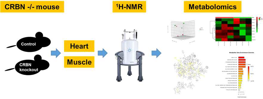 CRBN knockout 마우스의 심장과 근육에서의 대사체를 1H-NMR(핵자기공명분석)을 이용하여 분석