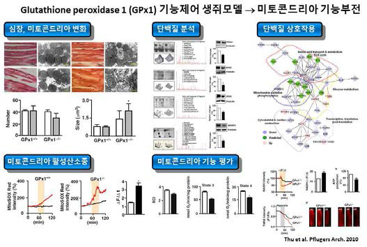 Gpx1 KO 마우스활용, 미토콘드리아 기능조절 단백질 발굴 및 기능규명