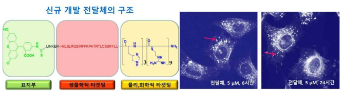 생물학적 타겟팅 시퀀스와 물리화학적 타겟팅 물성을 결합한 신규 전달체를 개발