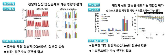 전달체의 심장 및 미토콘드리아 기능 영향성 평가