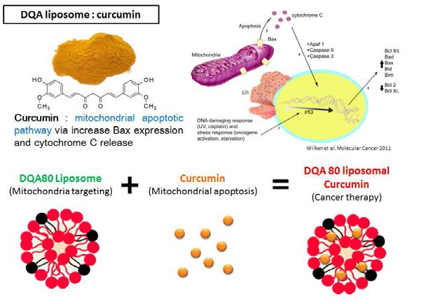 타깃 전달체와 Curcumin 복합제의 제작: 항산화 효과, 항암효과 규명
