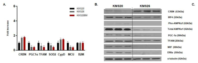항암제 내성과 CRBN 및 미토콘드리아 기능 조절 유전자의 발현 상관성 연구. (A) PCR 결과를 통한 항암제 내성세포주 KMS 20과 비내성 세포주 KMS 26, 26BM의 사이의 CRBN mRNA 레벨 및 미토콘드리아생합성 조절 유전자 레벨 비교, (B) 웨스턴 블럿을 통한 단백질량 비교