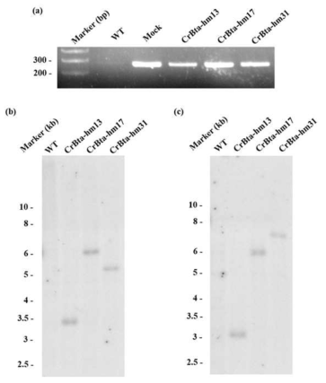 gPCR(a)와 2가지 제한효소를 이용한 Southern blot(b, c)