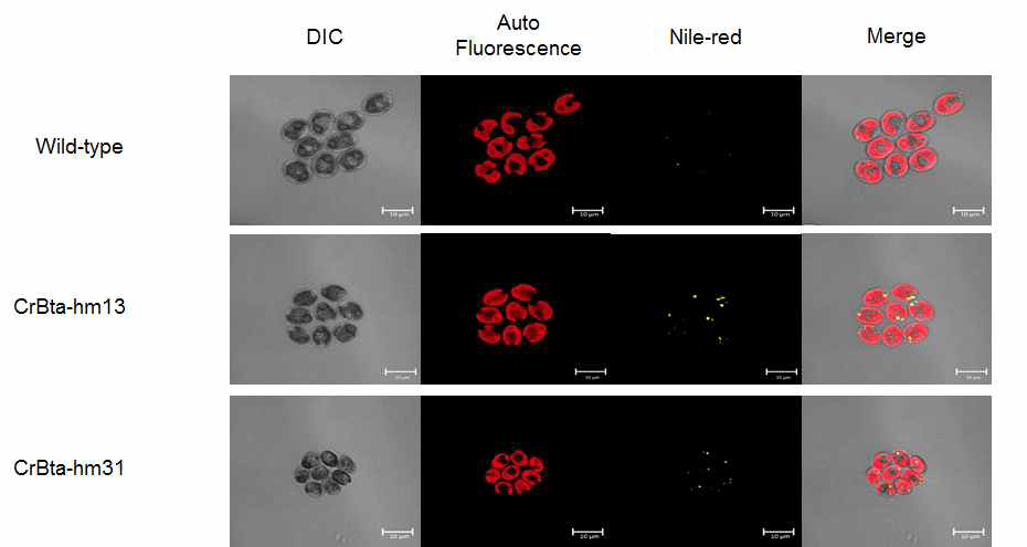 Nile red 염색을 통한 Confocal image