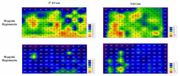 2차 선별을 위한 다양한 Hygromycin 농도에서 Transformats 생장 결과