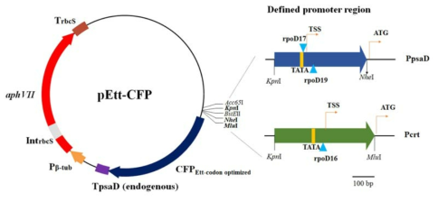 CRT와 psaD promter를 포함한 vector map