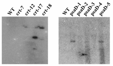 DNA copy number를 확인하기 위한 southern blotting