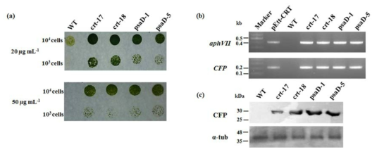 Hygromycin 생존성 (a), cDNA 수준에서 aphVII과 CFP PCR (b), 및 CFP probe를 사용한 western blotting (c)