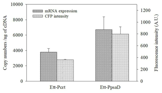 qRT-PCR을 통한 CFP 발현 수준과 CFP flourescence intentsity에 기초한 두가지 promoter 효율 비교