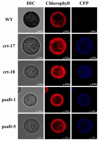 Confocal image를 통한 CFP 발현